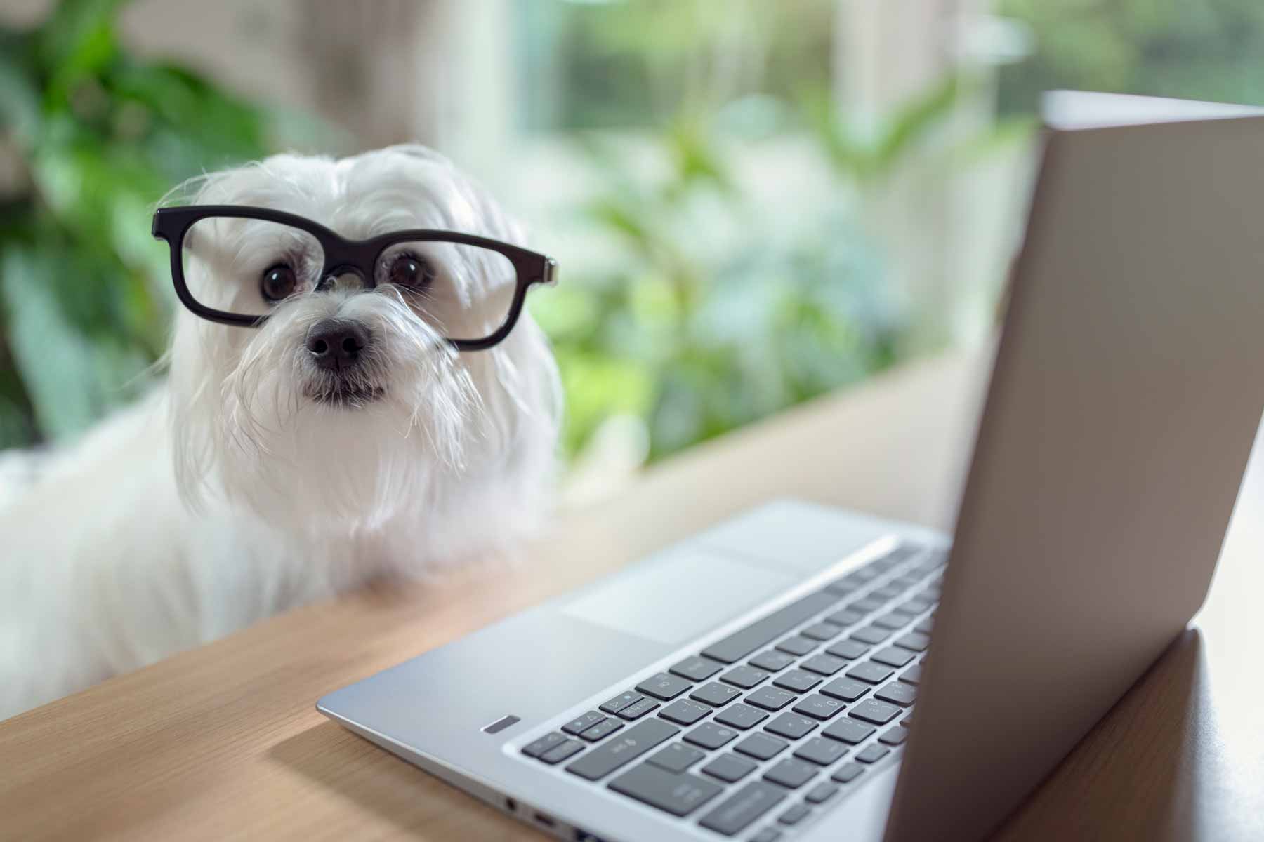 Best Online CX Training Heading